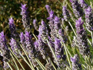 Lavandula dentata (4