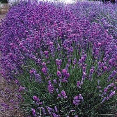 Lavandula angustifolia 'Violet Intrigue' | Violet Intrigue English Lavender