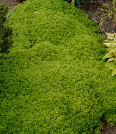 Thymus sp. 'Lime' (4