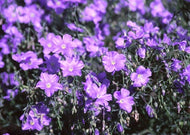 Linum perenne nana 'Saphyr' | Dwarf Perennial Blue Flax