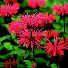 Load image into Gallery viewer, Monarda didyma &#39;Jacob Kline&#39; (1 qt) | Jacob Kline Bee Balm (1 qt)
