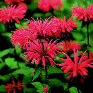 Monarda didyma 'Jacob Kline' (1 qt) | Jacob Kline Bee Balm (1 qt)