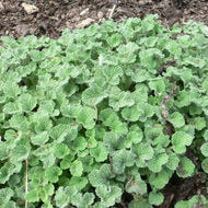 Marrubium vulgare (4