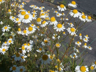 Matricaria recutita (3.5