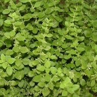 Melissa officinalis (3.5