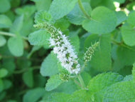 Mentha suaveolens 'Apple' (4