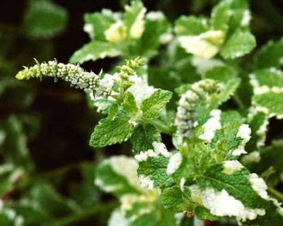 buy pineapple mint plant Mentha suaveolens 'Variegata' (4")