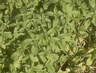 Mentha arvensis 'Banana' (4