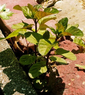 Mentha x piperita 'Orange' (4