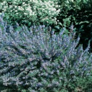 Rosmarinus officinalis 'Miss Jessop' (4