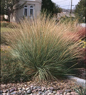 Deer Grass