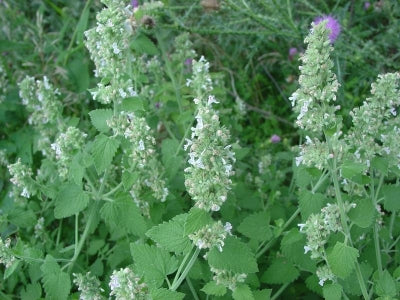 Catnip Plants For Sale, Nepeta Cataria