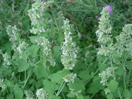 Nepeta cataria (3.5