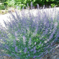 Nepeta 'Walker's Low' (1 qt) | Walker's Low Catmint (1 qt)