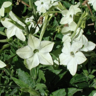 Nicotiana alata Jasmine Scented Flowering Tobacco – Morningsun
