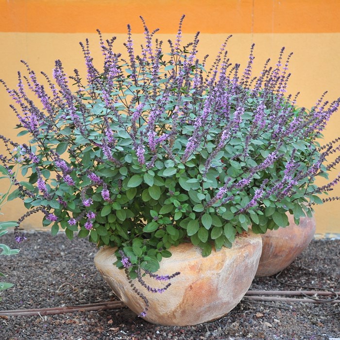Ocimum basilicum 'Magic Mountain' (4