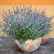Ocimum basilicum 'Magic Mountain' (4