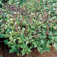 Cinnamon Basil (3