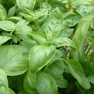 Italian Large Leaf Basil (3