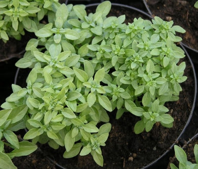 Ocimum basilicum minimum 3