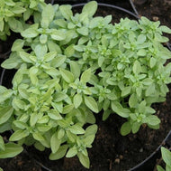 Spicy Bush Basil (3