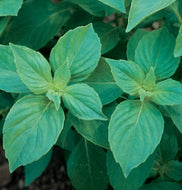 Lemon Basil 'Mrs. Burns' (3