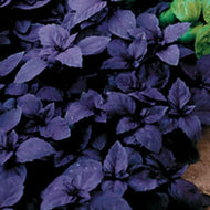 Red Rubin Basil (3