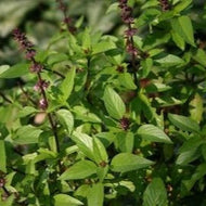 Thai Basil (3