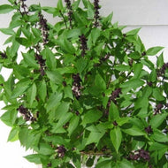 Sacred Basil (3