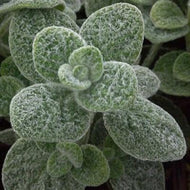 Origanum dictamnus (1 qt) | Dittany Of Crete Oregano (1 qt)