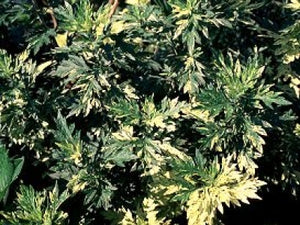 Artemisia vulgaris 'Oriental Limelight' | Variegated Mugwort