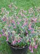 Origanum 'Bristol Cross' (1 qt) | 'Bristol Cross' Ornamental Oregano (1 qt)