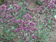 Origanum laevigatum 'Herrenhausen' | Herrenhausen Oregano