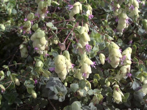Origanum libonaticum (1 qt) | Hopflower Oregano (1 qt)