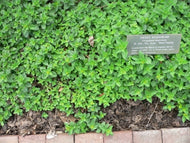 Origanum majorana (3.5