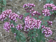 Origanum laevigatum 'Rosenkuppel' (1 qt) | Rosenkuppel Oregano (1 qt)