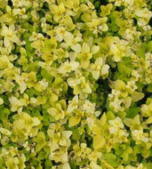 Origanum vulgare 'Aureum' (4