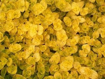 Origanum vulgare 'Aureum Crispum' | Golden Crinkled Oregano