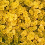 Origanum vulgare 'Aureum Crispum' (4