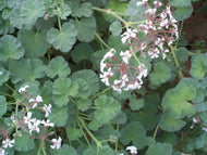 Pelargonium odoratissimum 'Apple' (4