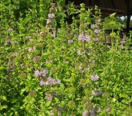 Mentha pulegium (4