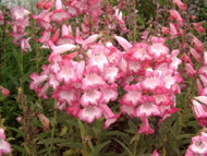 Penstemon 'Apple Blossom' (1 qt) | Apple Blossom Penstemon (1 qt)