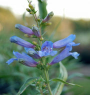 Penstemon heterophyllus 'Blue Springs' (info) | Blue Springs Penstemon (info)