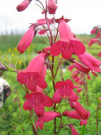 Penstemon 'Garnet' (1 qt) | Garnet Penstemon (1 qt)