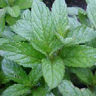 Peppermint
