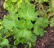 Green Shiso