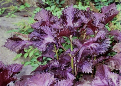 Perilla frutescens 'Perilla Red' (4