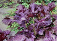 Red Shiso