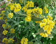 Phlomis fruticosa (1 qt) | Jerusalem Sage (1 qt)