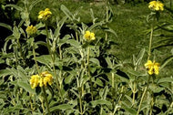 Phlomis lanata (1 qt) | Jerusalem Sage (1 qt)
